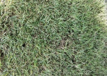 Celebration Bermuda Sod